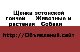Щенки эстонской гончей  -  Животные и растения » Собаки   